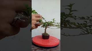 Belajar Membuat Bonsai Sancang name #mame #bonsaimamesancang