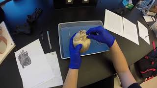 SCFG Pig Heart Dissection