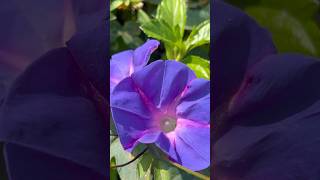 Blue mixed morning glory flowers || Home Gardening | #flowers #youtubeshorts #gardening #shorts