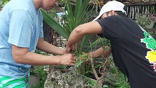 Simple Teknik Ulit Mga Lods Sa Red Balete Bonsai.... 1st Wiring