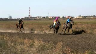 Скачки на лошадях и верблюдах, Астраханская область