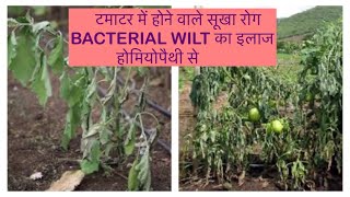 Homeopathic Treatment of #BACTERIAL_WILT in Tomato plants#सूखा_रोग