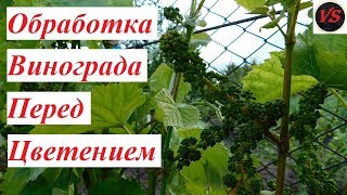 Обработка Винограда Перед Цветением