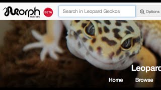 2016 Leopard Geckos MorphMarket Launch