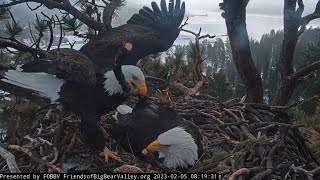 Shadow with flagpole 🪵 Jackie “tolerating” his feet & talons on her head 🌲 February 5/2023