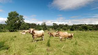 Cohérence cardiaque - Les vaches du Parc Régional de l'Aubrac - 4K UHD - Périodes: 5 - 5 🐄