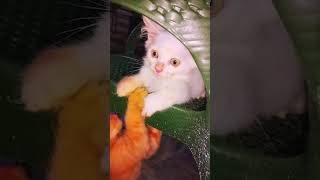 cute kittens funny cat video #funny #pets #catcomedy #catvideos #cat #catandkittens24 #catlover