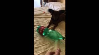 MY DOG PLAYS WITH A BOTTLE!