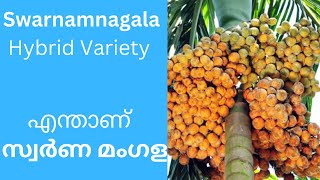 സ്വർണ്ണ മംഗളയെ  (SAIGON ) കുറിച്ച് അറിയെണ്ടത്തേലം | വിത്തു ശേഖരണം | Hybrid Variety - Swarna Mangala