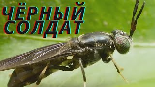 Черная солдатская муха (черная львинка)