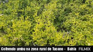 Colhendo umbu na zona rural de Tucano -  Bahia