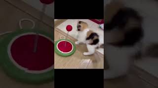 Teaser Interactive Cat Stick