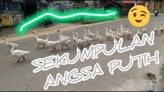 Sekumpulan Angsa Putih Berjalan di Jalan