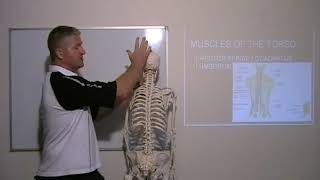 Muscular System 2