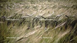 Wind swings ripe ears of wheat in the field in sunny day