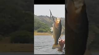 Trucha capturada con arpón| #shorts #fish #blackbass