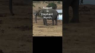 Elephant Month figuring things out