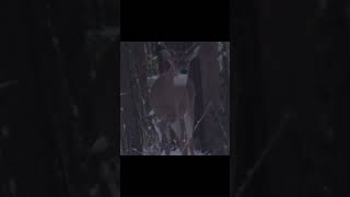 .44 Magnum vs Deer #hunting #shorts #deer #bucks #deerhunting #whitetaildeer #outdoors #nature