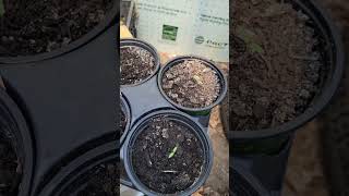 update  on plants in redneck  green  house