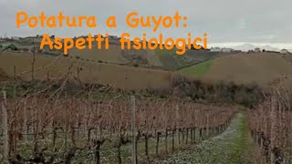 Aspetti fisiologici della POTATURA a GUYOT