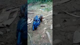 anak burung bersuara unik #anakburung