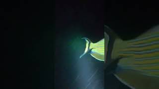 HE'S PLANNING TO HIDE #viralvideo #shorts #nightspearfishing #spearfishingphilippines #trending