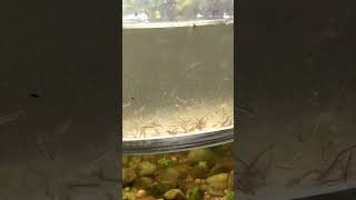 Feeding mosquito larvae to Pea Puffers and Guppies #communitytank #aquarium #nature #freshwatertank