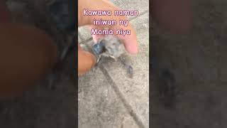 Kawawa naman iniwan ng Nanay niya. #nenengmavelvlog #shortsvideo #shortvideo #birdslover