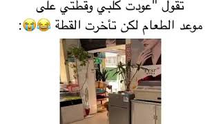 تقول"عودت كليب وقطتي على موعد الطعام لكن تأخرت القطة😂😭: