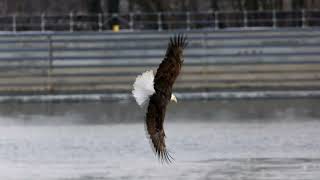 Bald Eagle fishing