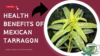 Amazing Medicinal Health Benefits of Mexican Tarragon