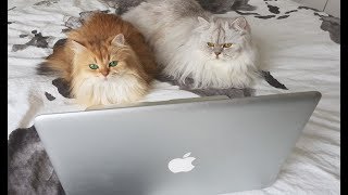 CATS WATCHING TV - Catflix With Smoothie And Milkshake