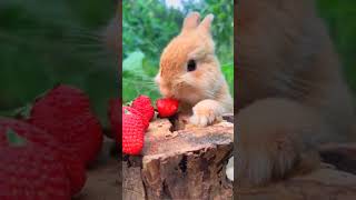 #cute  #rabbit0 103 2#freefire #short #shortsvideo #subscribe #shortsfeed