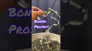 MEMBUAT BONSAI BUNJIN || bonsai style