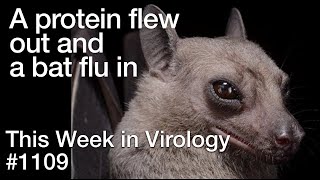 TWiV 1109: A protein flew out and a bat flu in