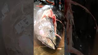 477kg Super Giant Bluefin Tuna Swiftly Carved with Cutting Skill in an Incredible Under 1 Minutes