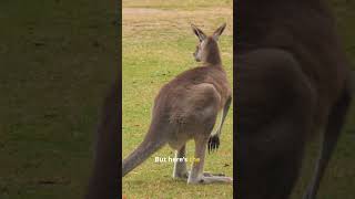 How Kangaroos Use Their Tails for Balance! 🦘 #kangroo #facts #animalfacts #shortsvideo #shorts