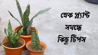 স্নেক প্ল্যান্ট সমন্ধে কিছু টিপস || snake plants propagation and some tips