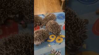 Почти как взрослые ежатки🥰 #hedgehog #cute #cuteanimals #ежата #animalfunny #ежик