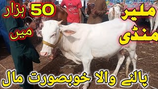 50 hazar me paalny wala maal | Malir Mandi Latest rates update | Karachi cow Mandi rates update