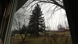 Big pine tree removal in the front yard