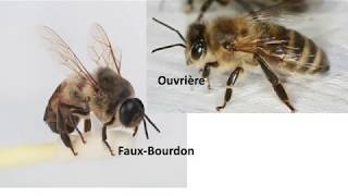 En apprendre plus sur les abeilles en 8 min que tout ce que vous saviez précédemment Avril 2020.