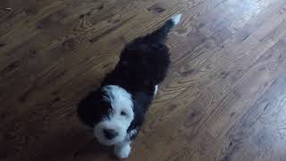 7 Week Old Sheepadoodle Puppy - Lupine - SIT, DOWN.