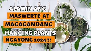 WAG NA WAG KANG MAGPAPAWALA NG MGA HANGING PLANTS NA ITO NGAYONG TAON!