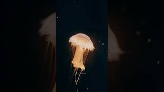 Jelly Fish को  touch करने से मौत भी हो सकती है😱😱|| #shorts #youtubeshorts