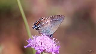 Blue Spot hairstreak butterfly (Satyrium spini)