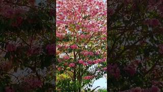 Bangalore turns pink with pink trumpet flowers#nature #tabebuya #spring #flowers #pinkflower #shorts