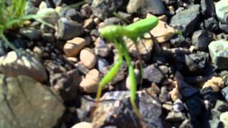 Praying Mantis "attack" my cam