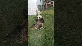 Liat Panda lagi makan bambu 🐼🐼