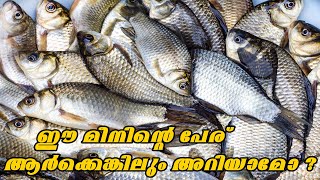 Market in Georgia- ഇതുപോലൊരു മീൻ നിങ്ങൾ കണ്ടിട്ടുണ്ടാവില്ല - ഈ മീനിന്റെ പേര് ആർക്കെങ്കിലും അറിയാമോ ?